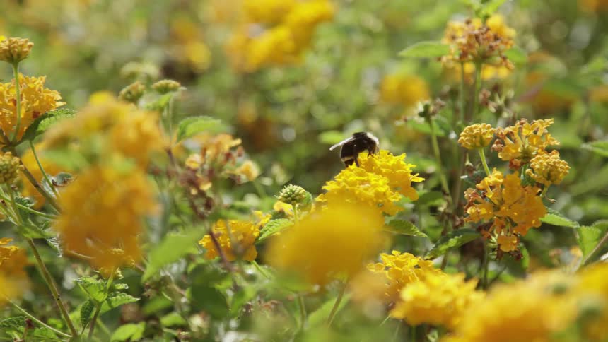 A bee pollinates a flower