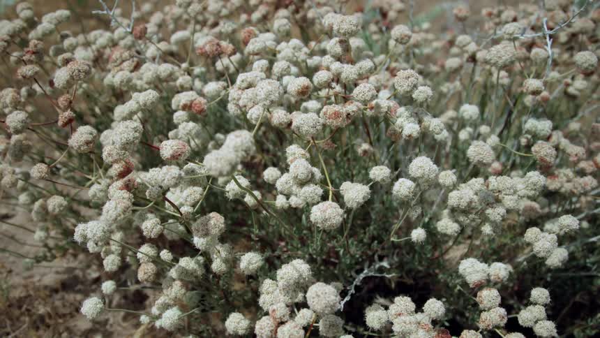 Weeds are swaying as the wind blows through them