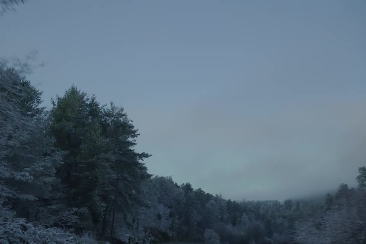 A drive through the forest at sunset surrounded by tall trees glowing in the warm fading light