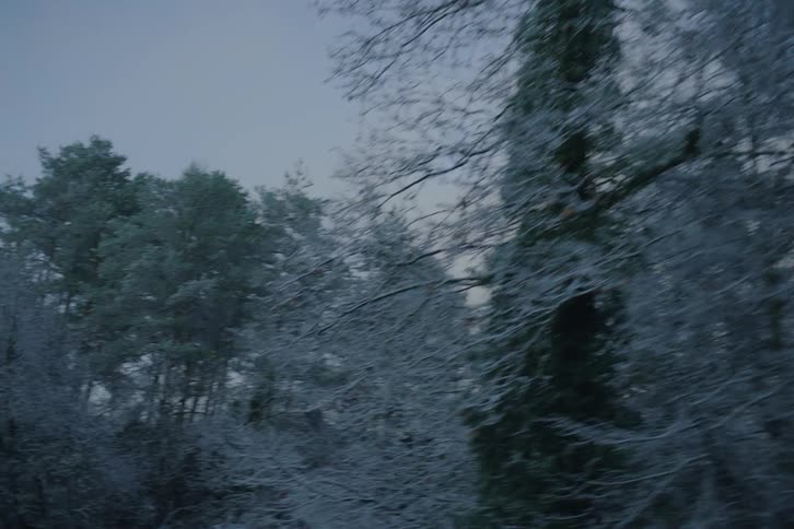Snow and ice covered trees in the forest