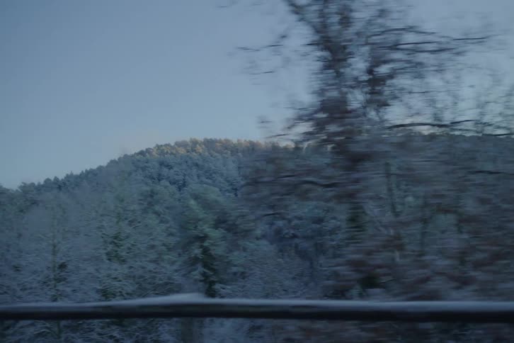 A view of some trees in a forest covered in snow