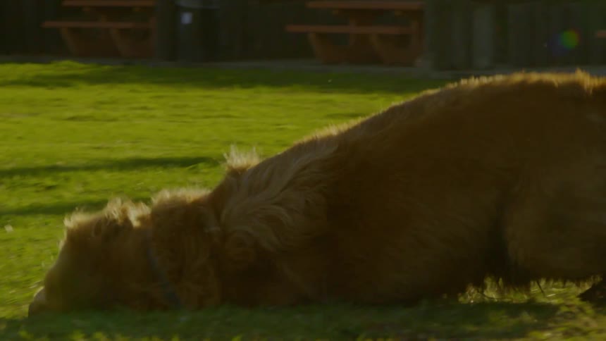 A golden retriever playing and rubbing itself on the grass at sunset its fur glowing warmly in the fading light
