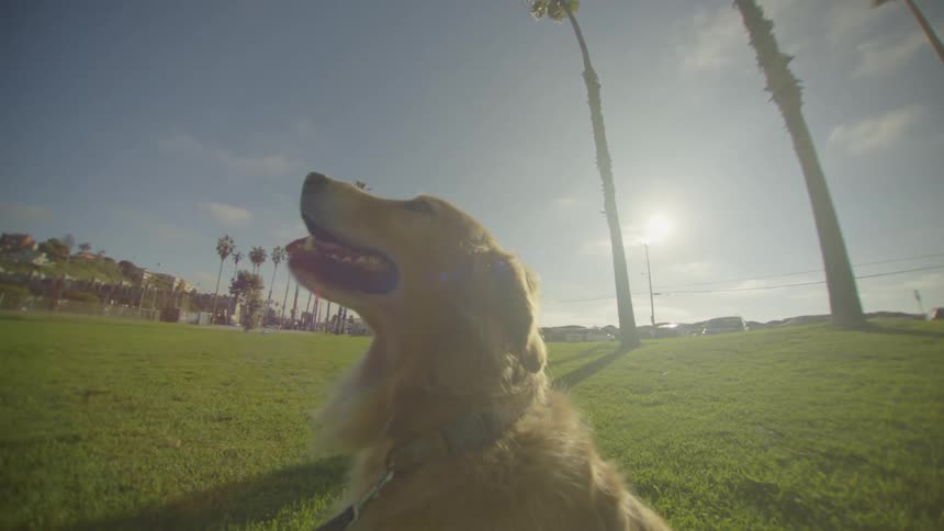 A happy dog sitting on green grass in a sunny park with palm trees in the background
