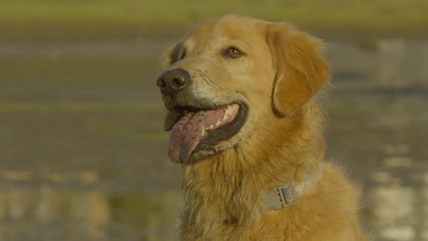 The video shows a closeup of a golden retriever standing outdoors in soft natural light the dog is panting with its tongue out looking offcamera with a calm and alert expression