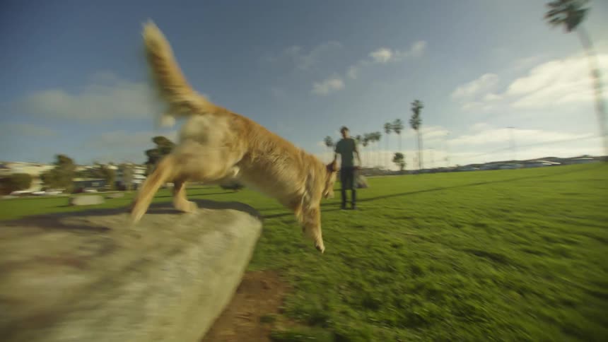 A man and his dog joyfully play together in a grassy park on a sunny day