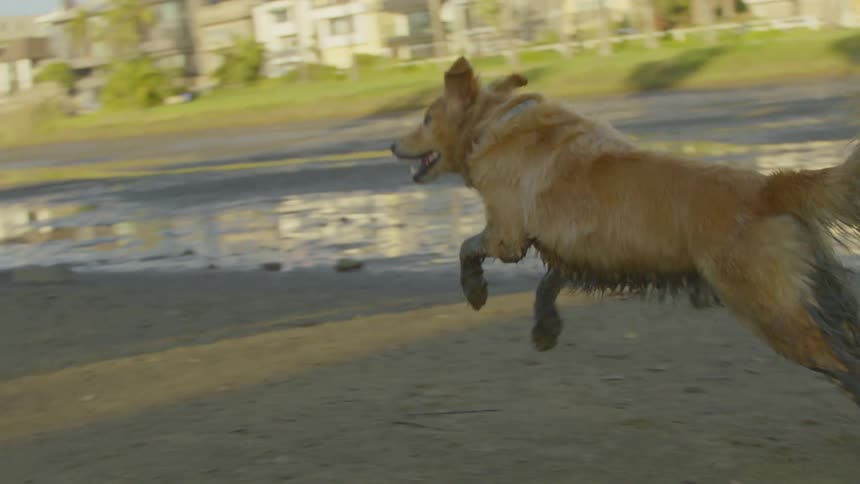 The muddy dog runs around the man