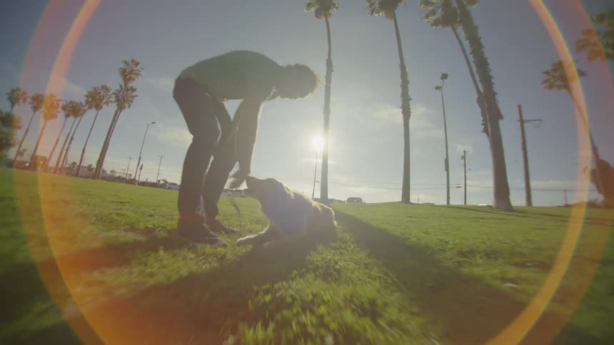 A man walks a golden retriever on a leash across a sunny grassy field lined with palm trees the camera follows the dog closely from a low angle capturing the bright lens flare of the afternoon sun