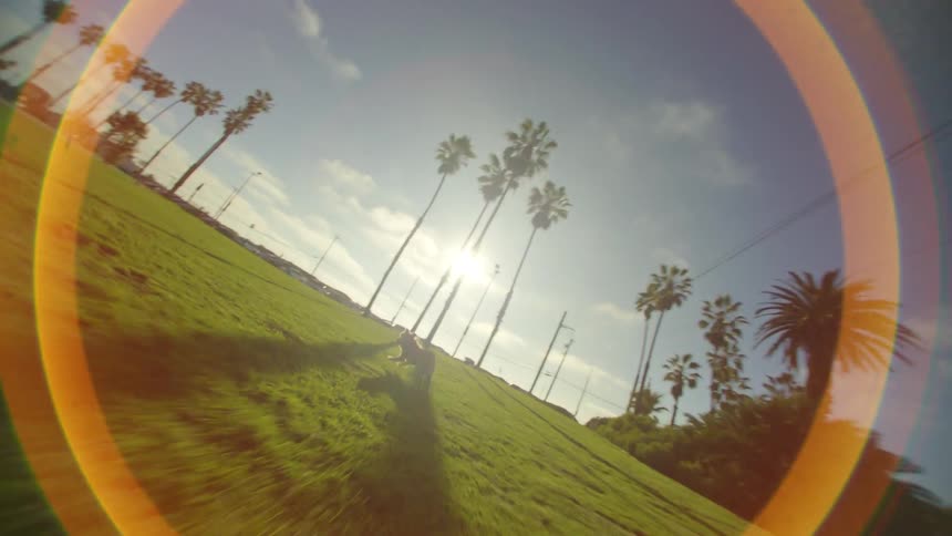 In this video a dog sprints across a vibrant green lawn under a bright sunny sky lined with tall palm trees the camera follows closely behind the animal capturing its energetic movement as lens flares and a warm glow fill the frame