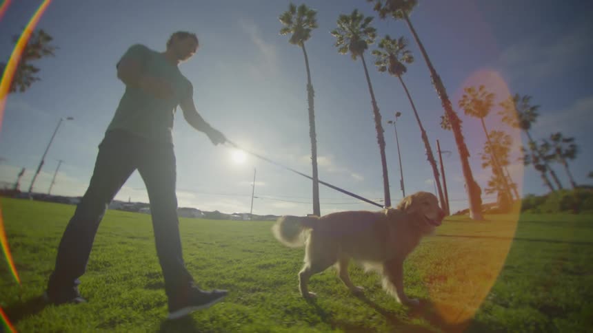 A man walks a dog on a leash across a sunlit grassy park lined with tall palm trees