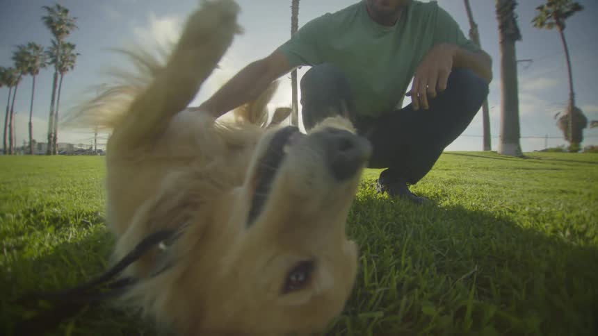 Man crouches to pet his dog while the animal rolls on its back in the park on a sunny summer day