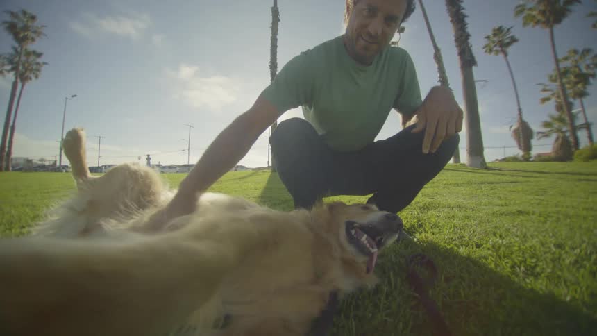 Man crouches to pet his dog while it lies on its back in the park on a sunny summer day