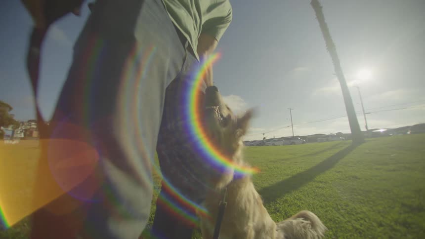 Man leans down to interact with a dog sitting on grass in a park under direct sunlight