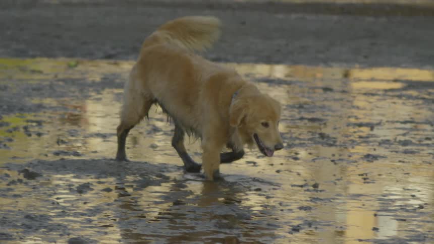 A dog walks through a shallow muddy puddle on wet ground in warm sunlight