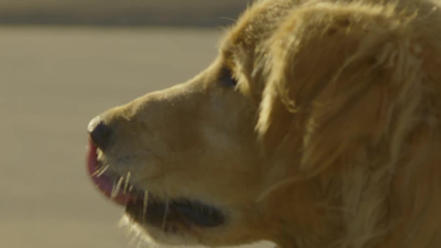 Closeup of a person holding a dog leash in warm outdoor sunlight