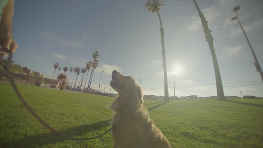 A man stands beside his golden retriever on a vibrant green lawn lined with towering palm trees while the brilliant morning sun casts a warm glow and a heavy lens flare across the serene coastal park setting