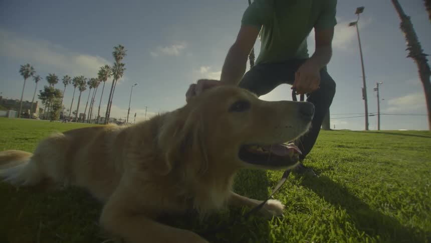 Man crouches on grass while petting a dog lying in a park with palm trees in the background