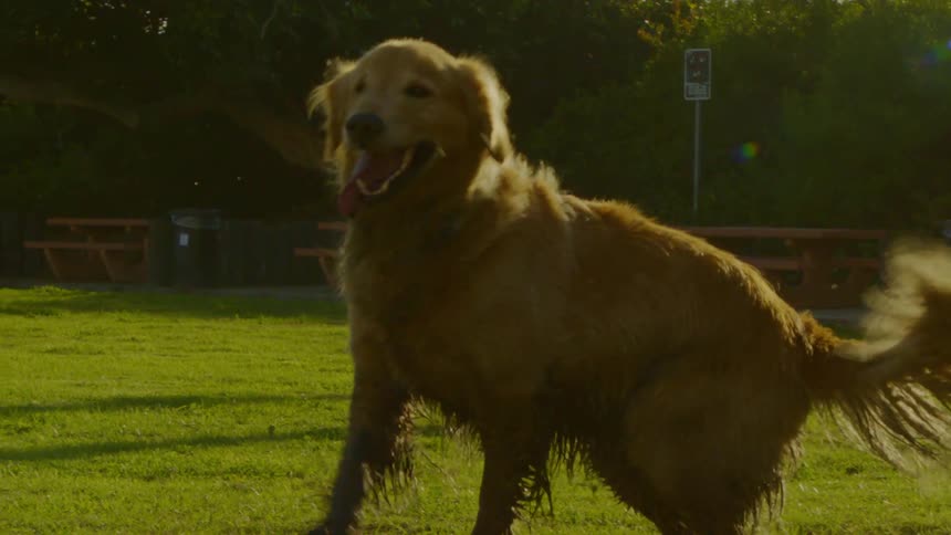 A muddy golden retriever rolls playfully on a sunlit patch of grass before standing up to vigorously shake its wet fur sending droplets flying in the warm afternoon light