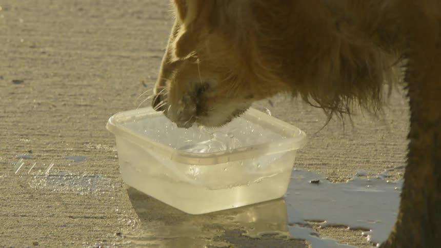 A dog drinking water from a plastic container outdoors in warm sunlight