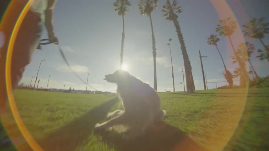 Man walks across grass while leading a dog in a park with palm trees under sunlight