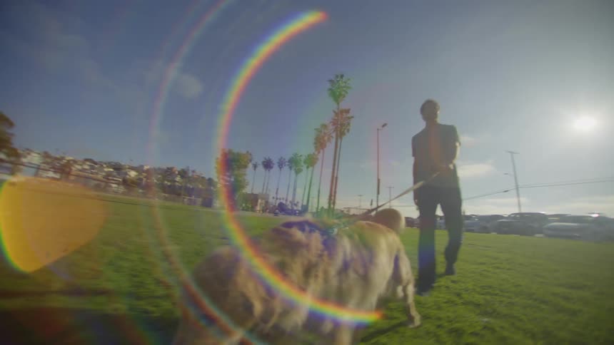Dog in motion on grassy field with rainbow lens flare and urban background