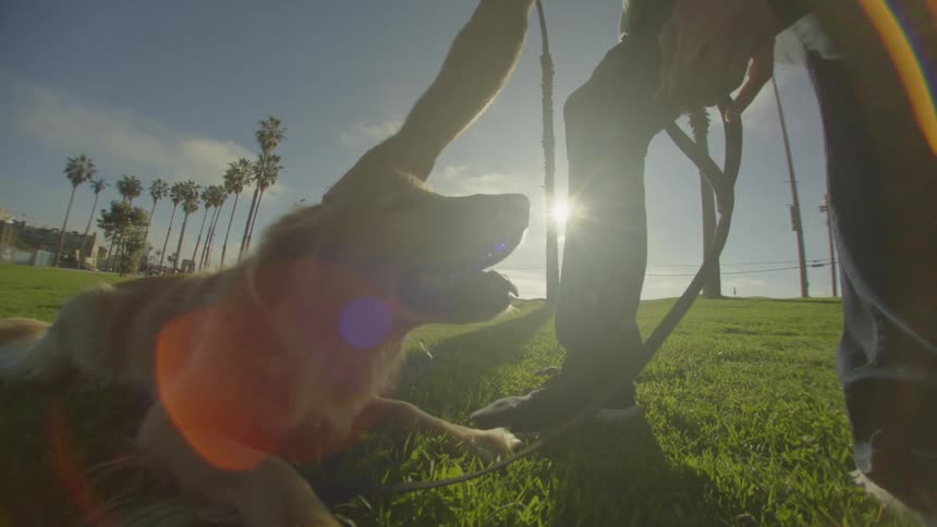 Man pets a dog lying on the grass while holding the leash in a park with palm trees