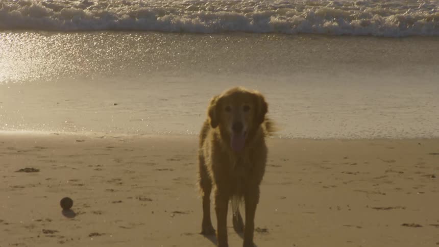A golden retriever stands on the sandy beach near the ocean at sunset