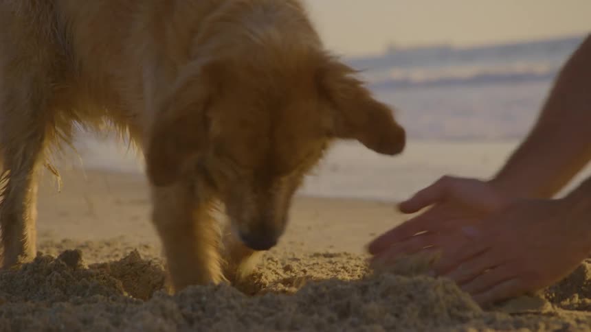 A persons hand are digging in sand next to a dog that is also digging in sand on a beach on a sunny day