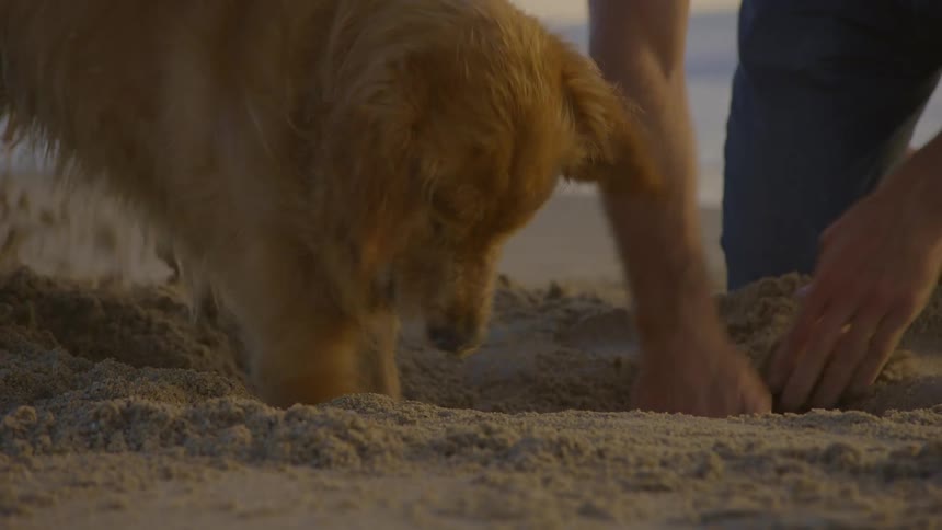 A man joyfully digs in the sand with his pet dog at sunset on the beach at dusk