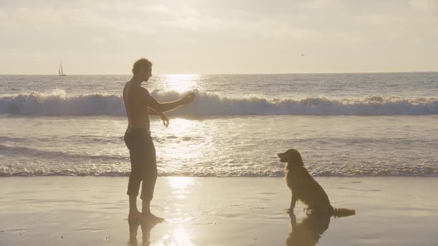 The man shows his dog a ball in the ocean water