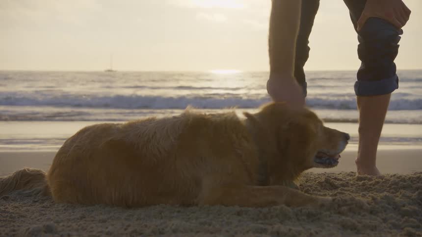A man petting a dog at the beach