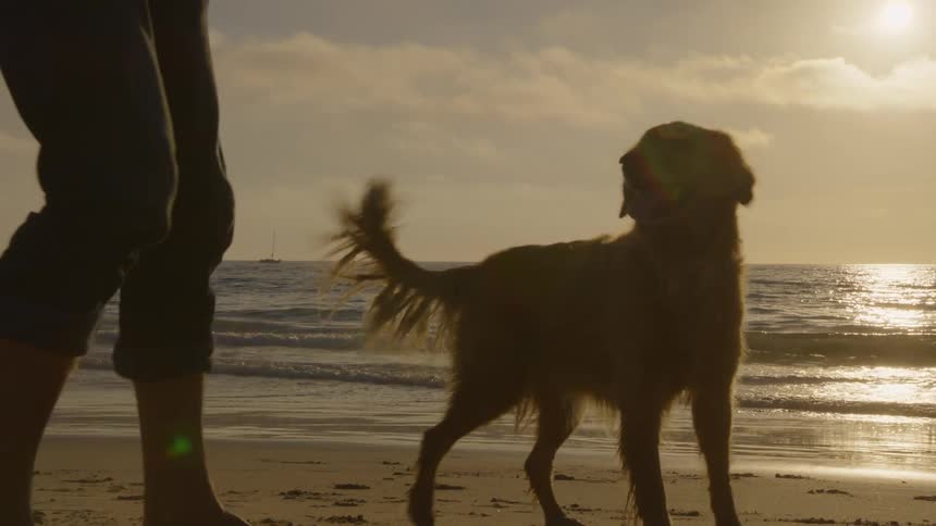 A person and their dog enjoy a peaceful moment on the beach at sunset