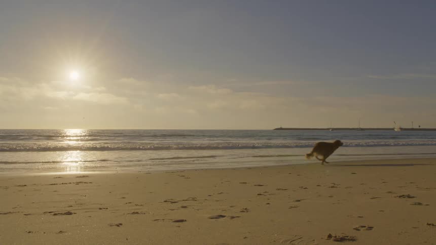 Dog running on sand with boats in background during sunset