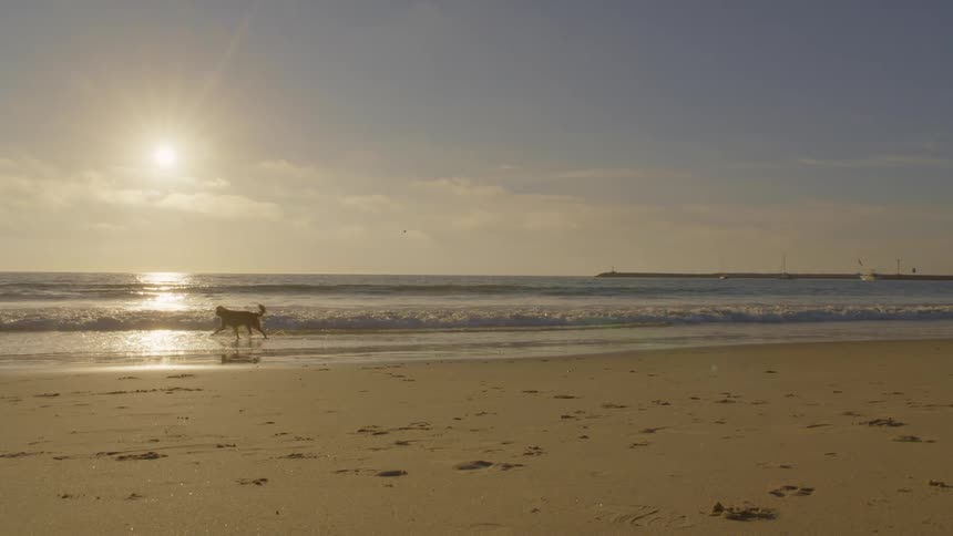 A dog running down the beach on a sunny day