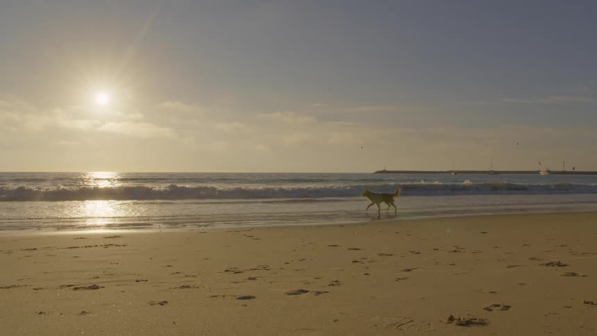 A golden retriever trots across a wet sandy beach at sunset while gentle ocean waves roll onto the shore under a bright lowhanging sun