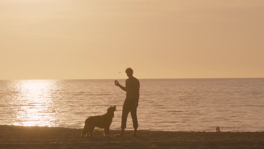 A person interacts with a dog on a sandy beach at sunset beside the ocean