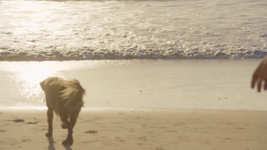 Dog playing with ball on sandy beach as gentle waves roll in behind