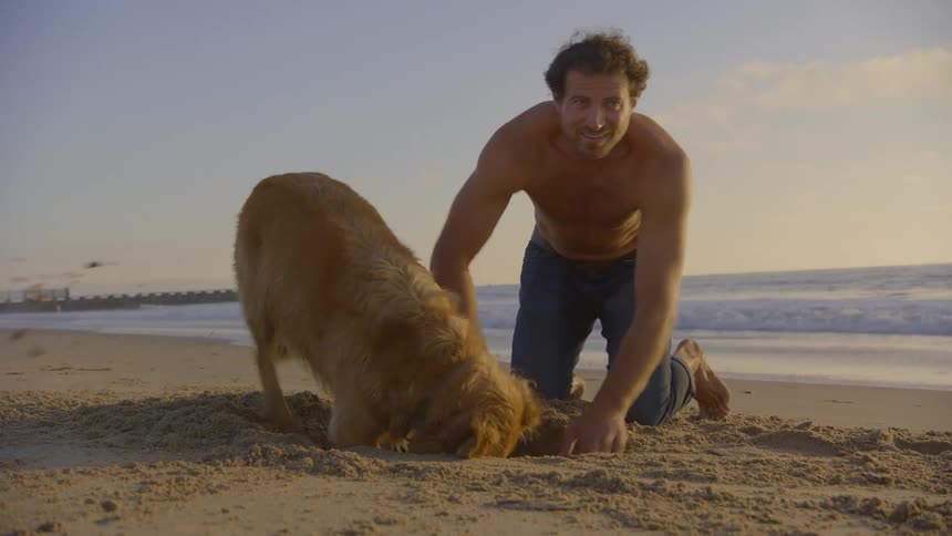 Man and dog dig a hole in the sand on the beach under the light of dusk