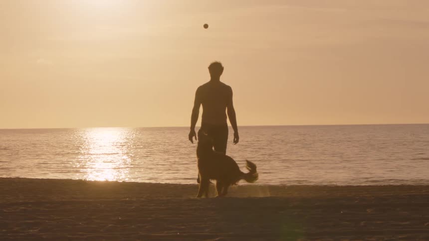 A man and dog playing fetch on a beach