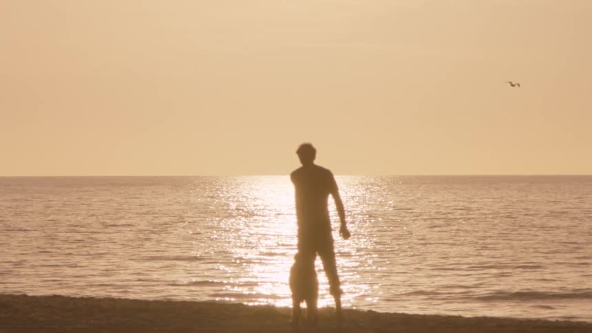 Man stands on the beach with his dog as he drops his shirt on the sand and a seagull flies overhead