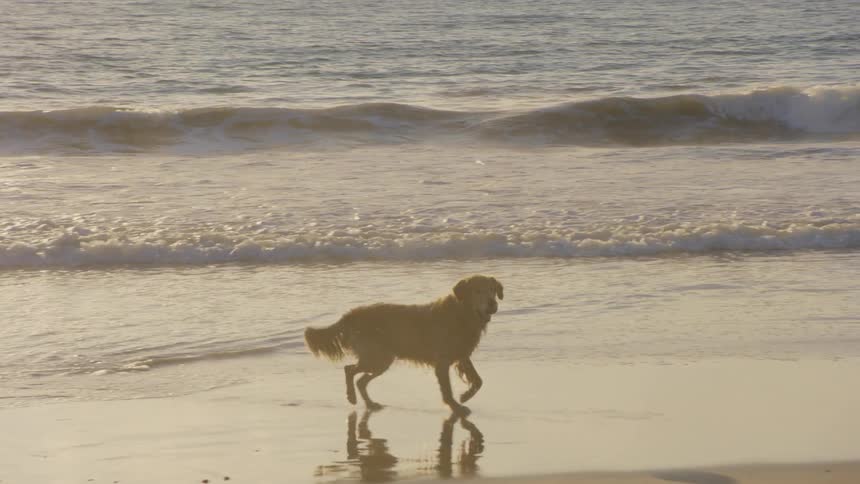 A wet golden retriever trots along the shoreline of a beach at sunset as gentle ocean waves wash over the sand in the background