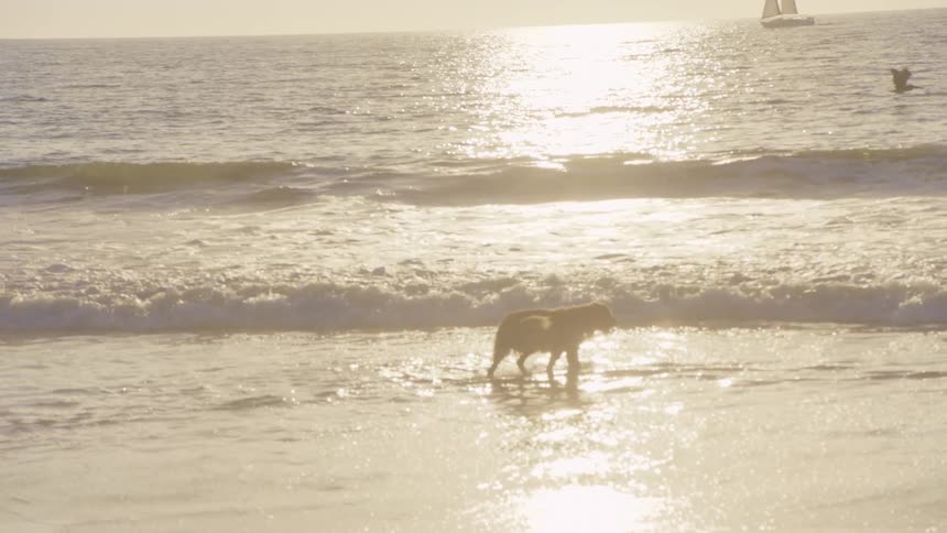 Dog walking in shallow beach water with sailboat in the distance and golden sunlight on the ocean