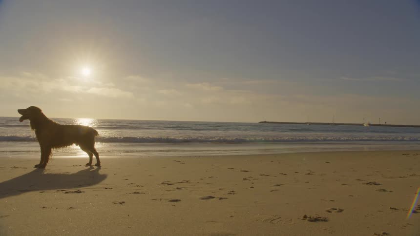 A golden retriever running across the beach sand at sunset the setting sun glowing above the ocean water as the dog sprints joyfully along the shore