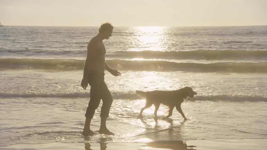 A shirtless man walks along the shoreline as his golden retriever runs through the shallow surf during a bright sunset with sailboats visible on the distant horizon
