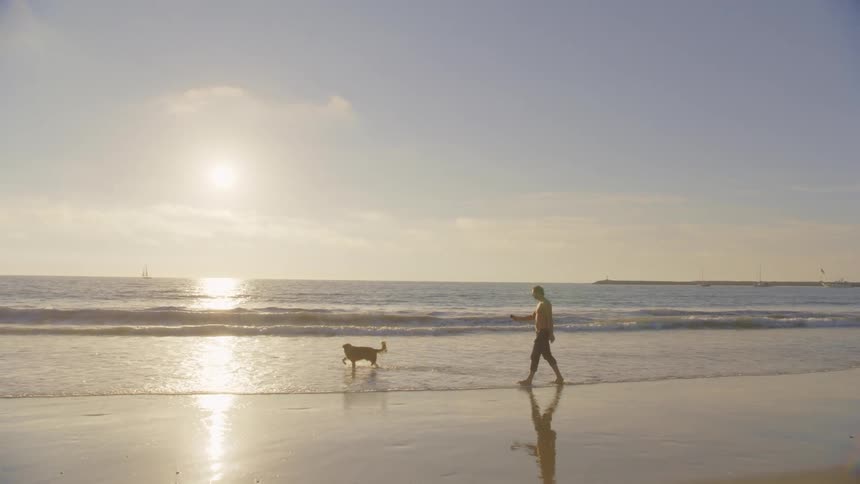 A man and his dog walking on the beach on a sunny day