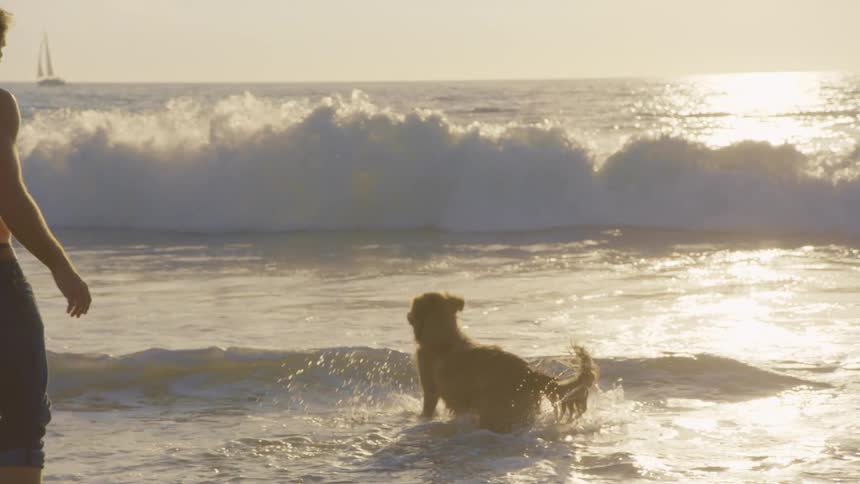 A man stands on a beach at sunset tossing a ball into the air for his golden retrieverthe dog leaps through the shallow surf to catch the ball as golden light reflects off the crashing waves