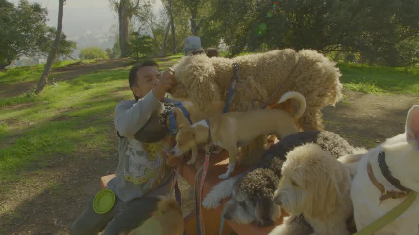 A man with a group of dogs outdoors on a sunny day