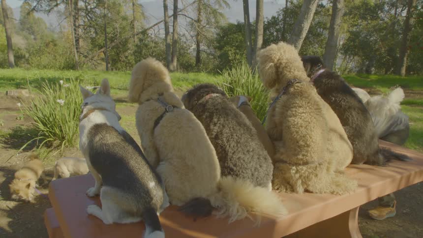 A row of dogs of various breeds and sizes sit sidebyside on a picnic table in a sunny outdoor park a man stands behind the table interacting with a smaller white dog while the rest of the group looks forward