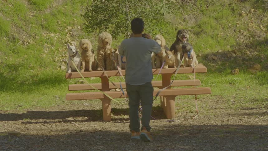 A young man taking photos of several dogs sitting on a bench all posed in a public park at midday