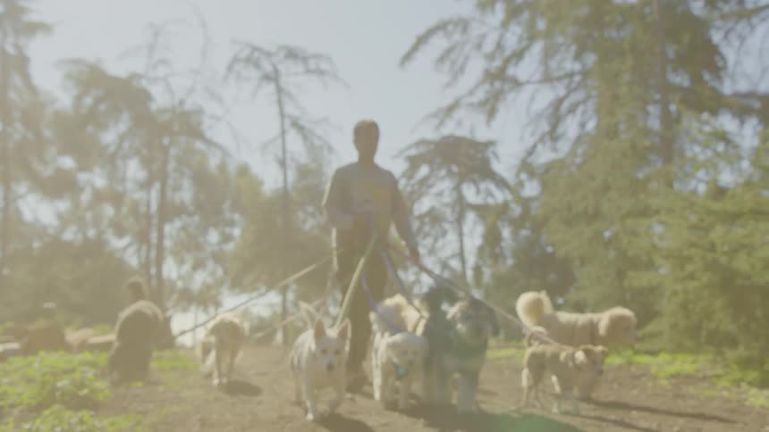 A dog walker leads a large pack of dogs along a sun drenched path