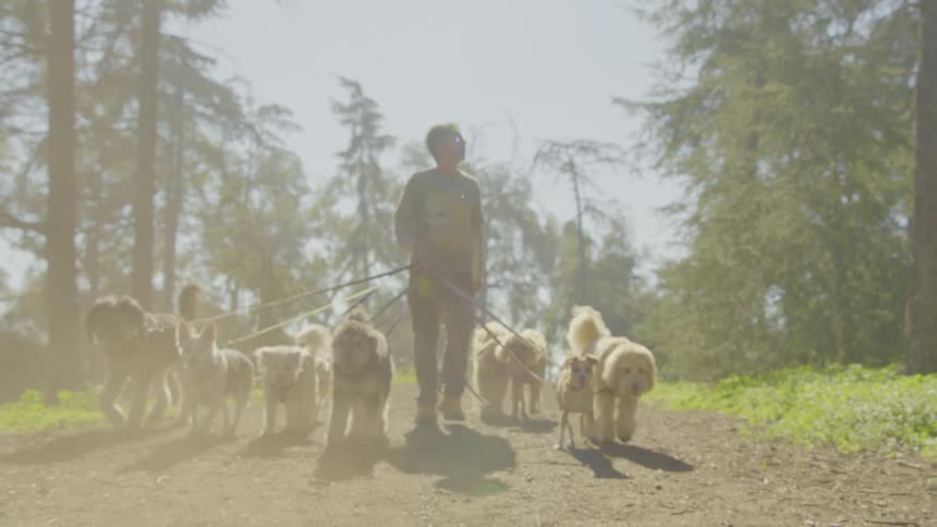 A professional dog walker leads a large pack of various dog breeds down a sundrenched dirt path in a wooded area the scene is captured in a lowangle shot with a hazy warm light that creates a peaceful and rhythmic atmosphere as the group walks toward